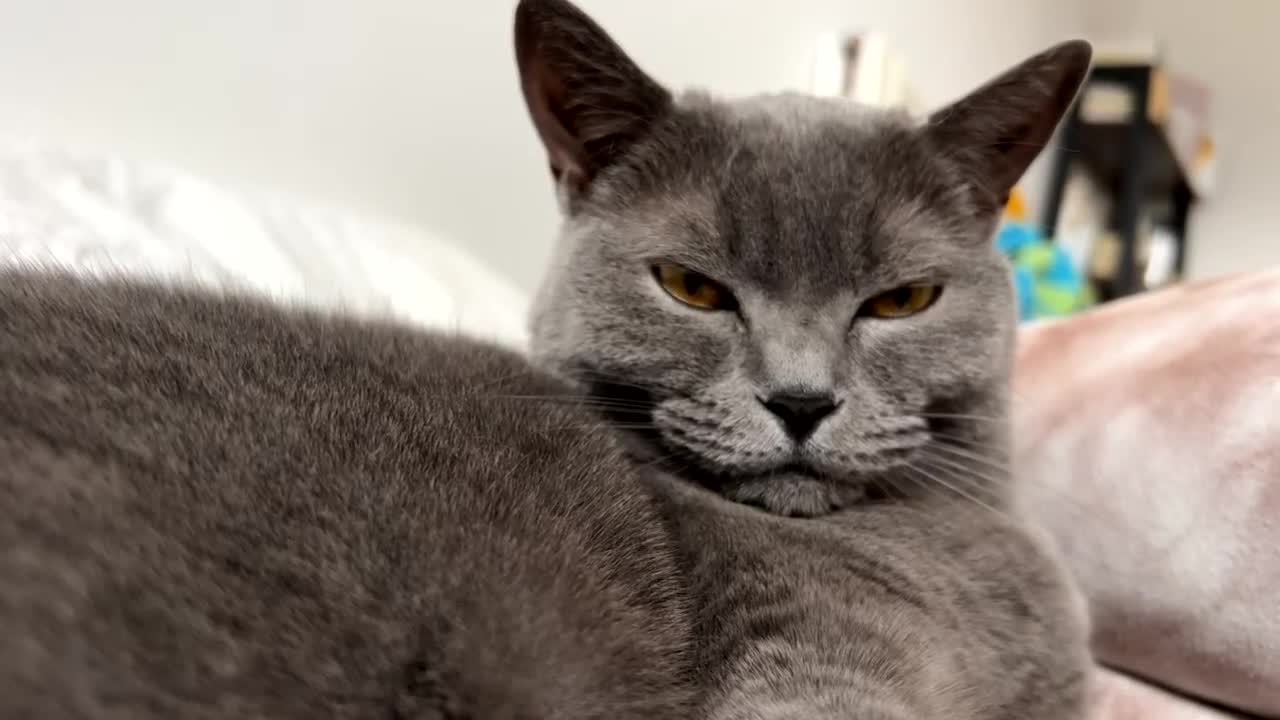 British Shorthair cats for sale: Two cats needing a new home together in Harrow - Video 1