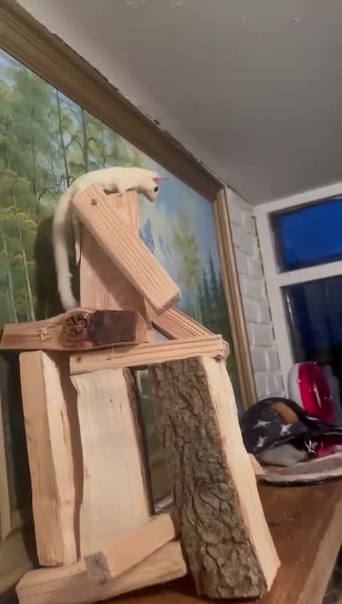 Sugar Glider rodents for sale: Leucistic Female Sugar Glider  - Video 1