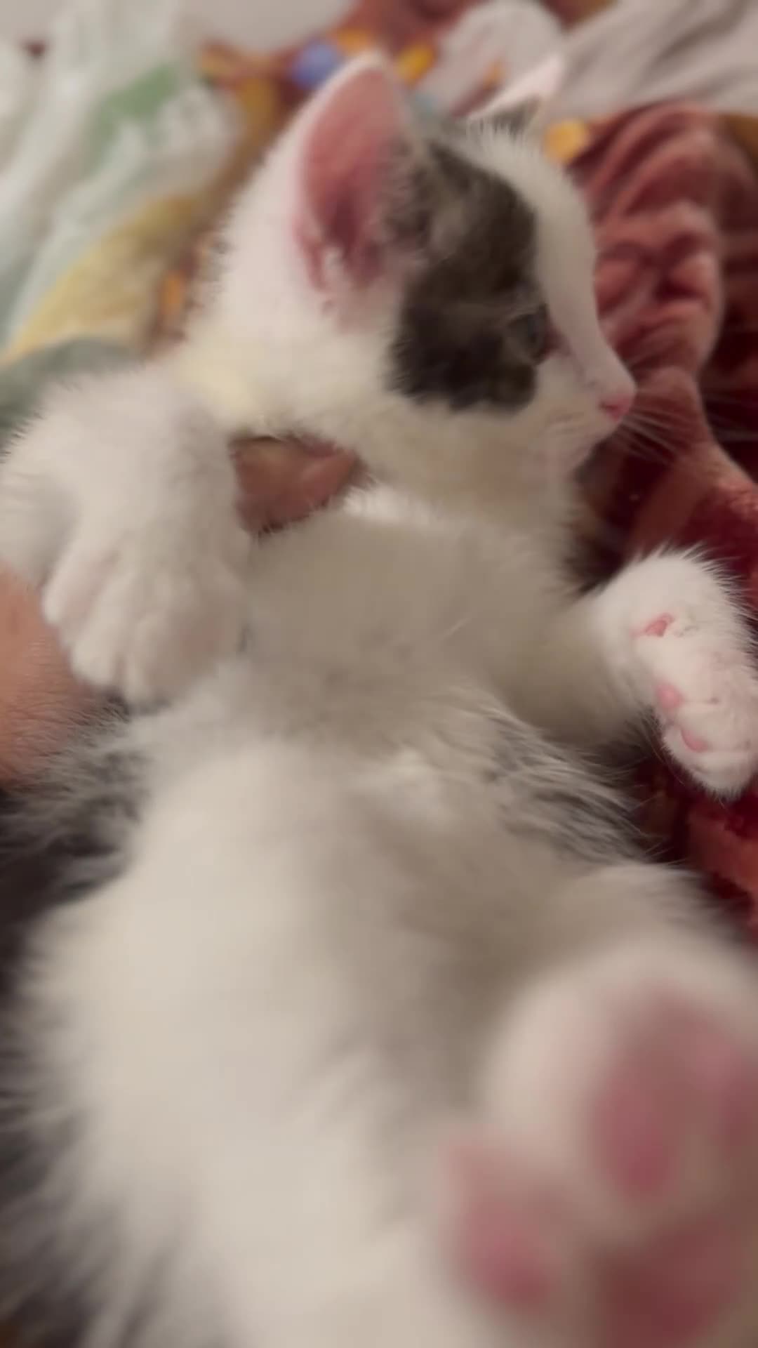 Mixed Breed cats for sale: BEAUTIFUL TABBY✨ AND DOMESTIC MIX KITTENS❤️ - Video 1