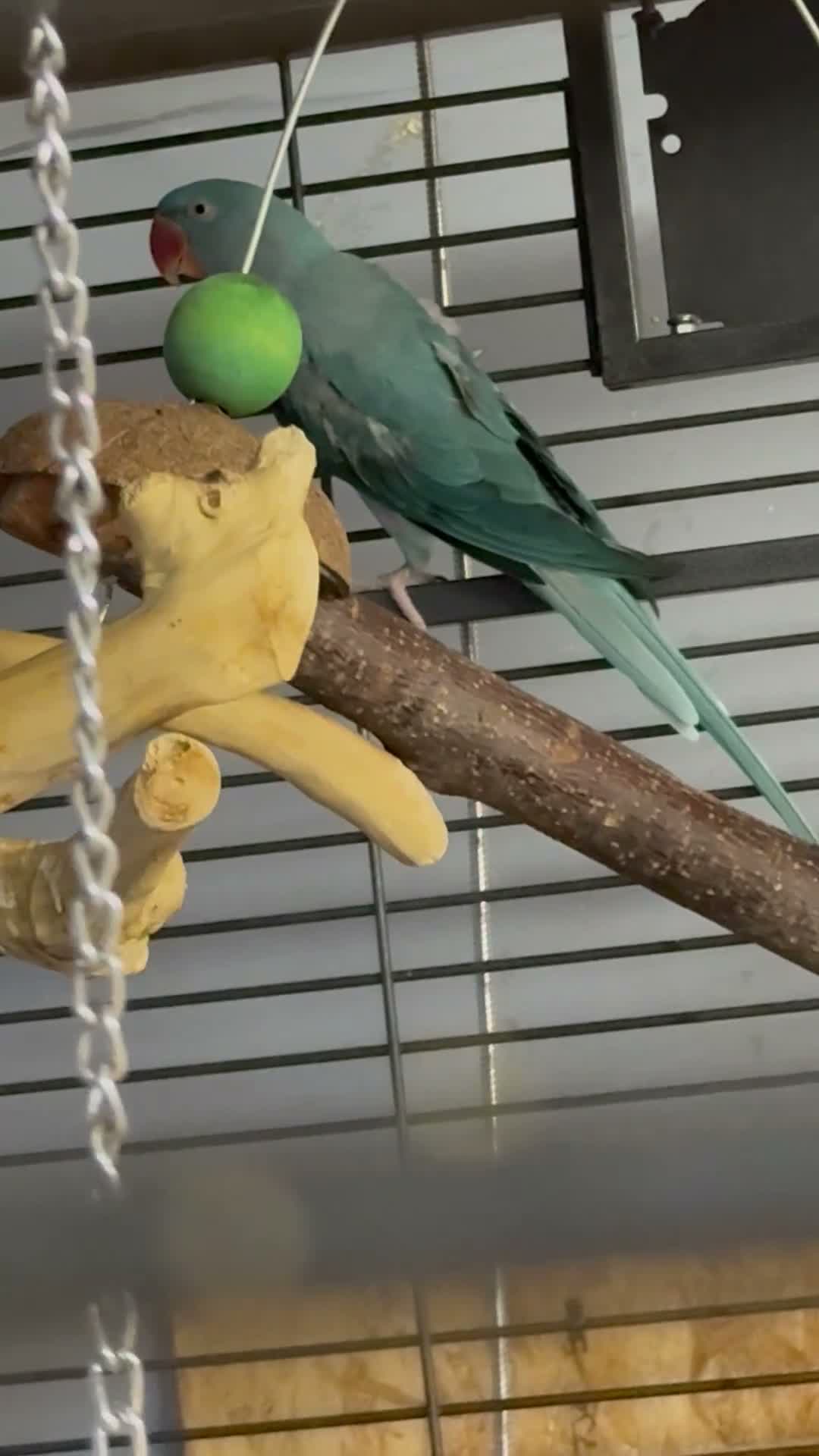 Parrots birds for sale: Blue female alexandrine for sale - Video 1