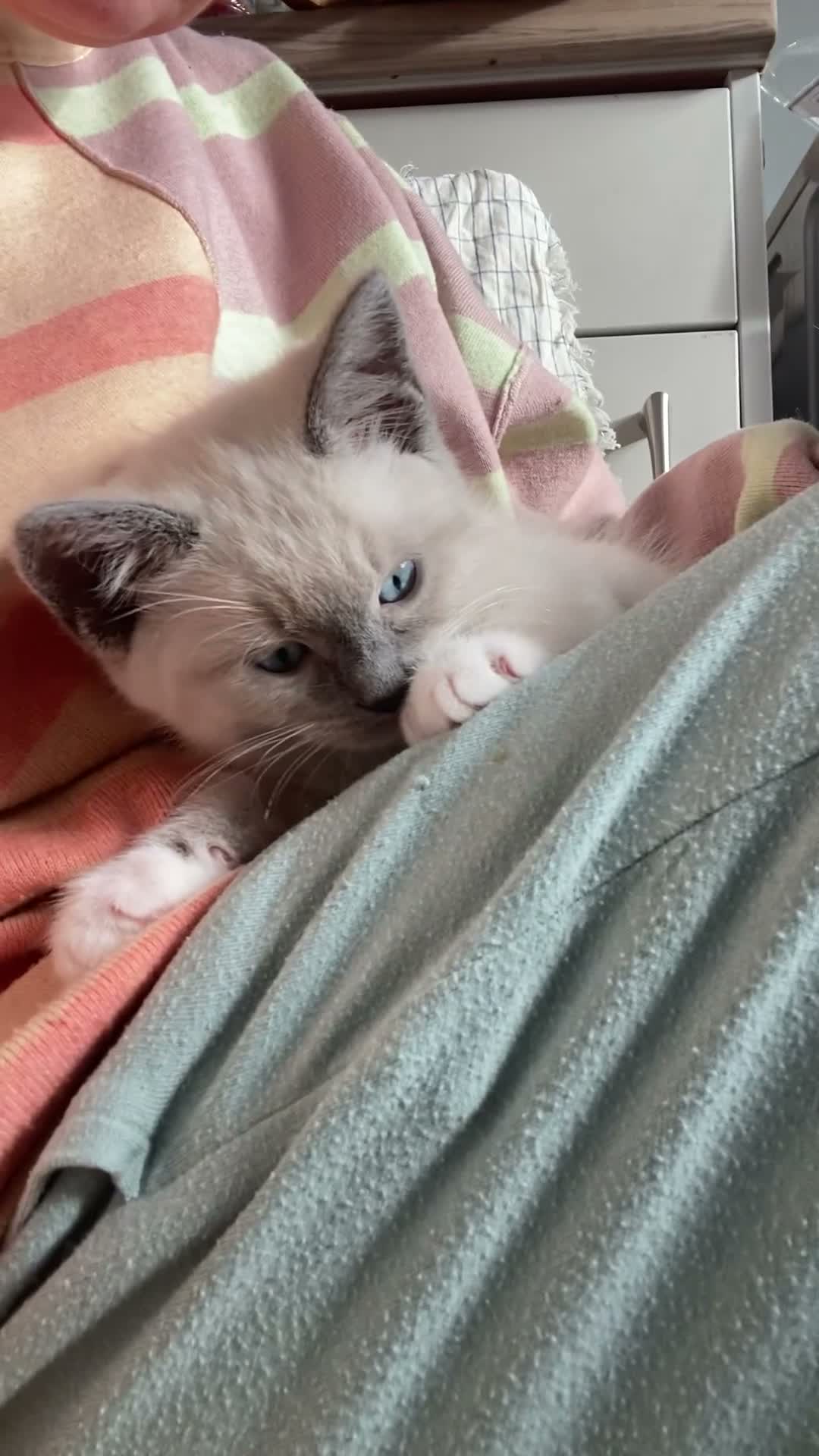 Ragdoll cats for sale: Healthy, strong Ragdoll kittens  in Wotton-under-Edge - Video 2