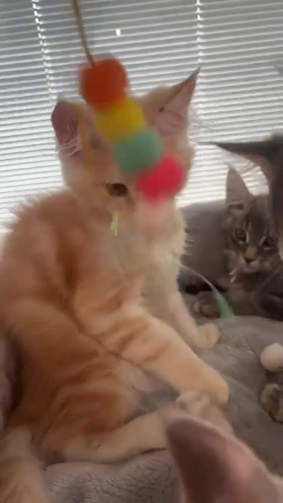 Maine Coon cats for sale: Stunning Maine Coon kittens  - Video 3