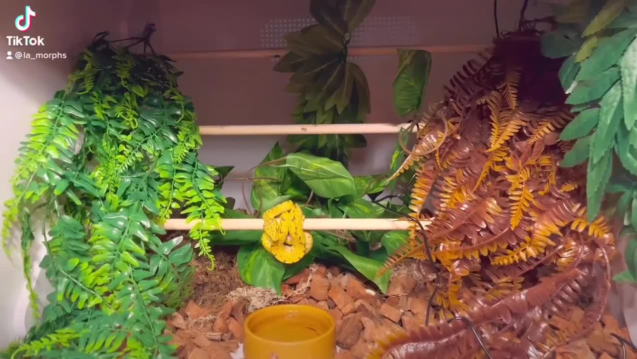 Python Snake reptiles for sale: Green tree python unsexed  in Houghton le Spring - Video 1