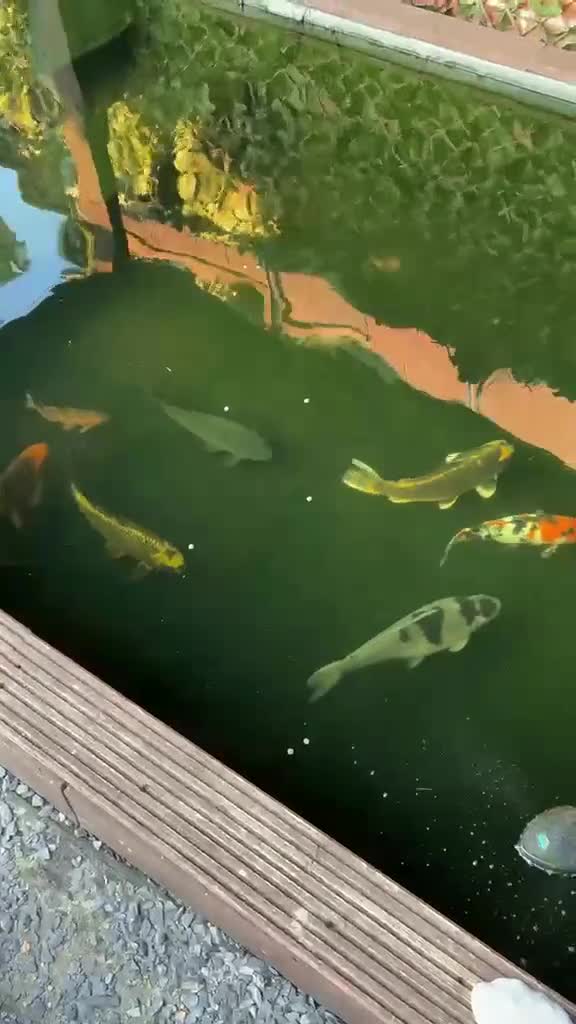Koi Carp fish for sale: Carp for sale  in Nottingham - Video 1