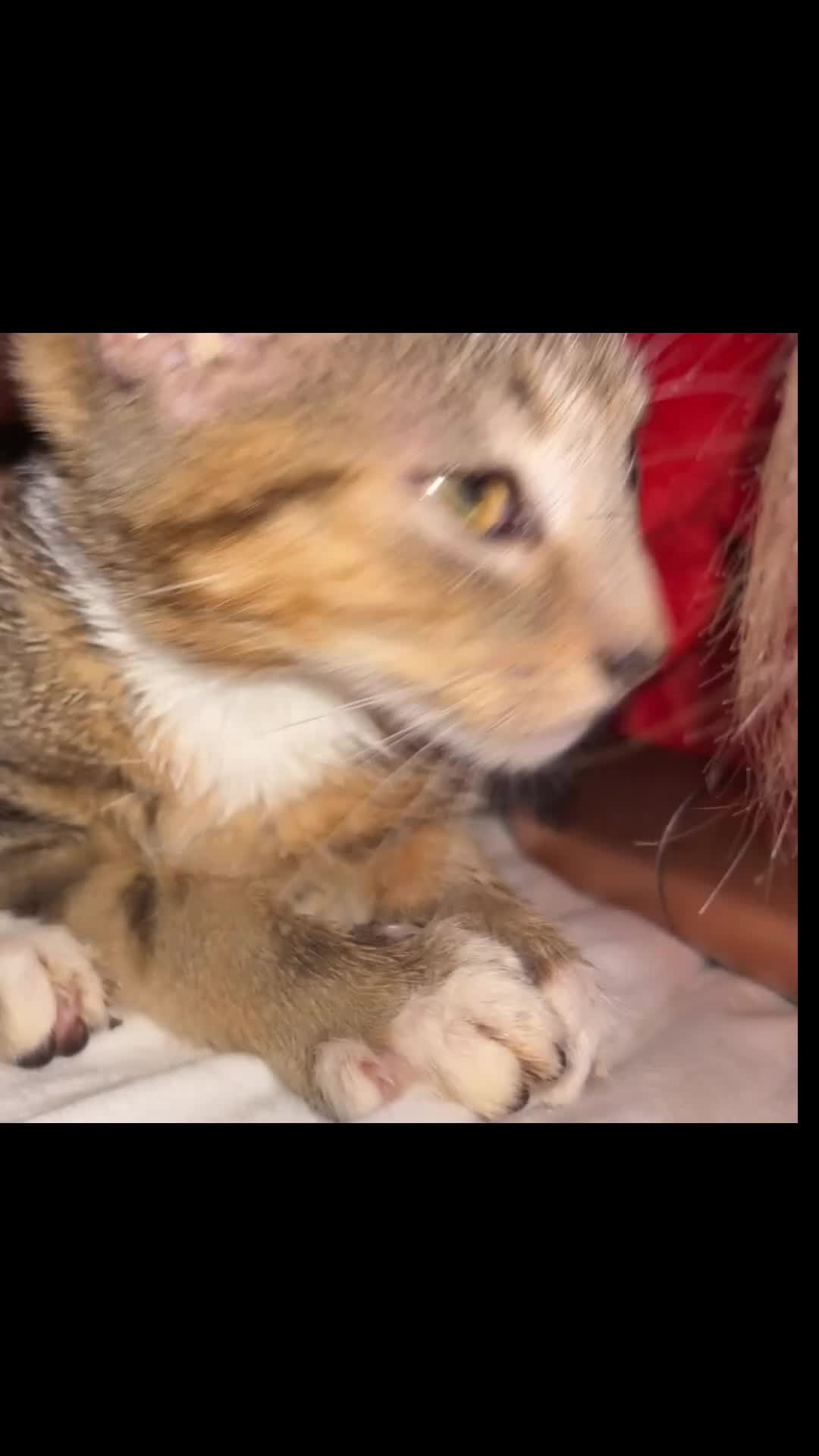 Bengal cats for sale: 🩵Bengal x lynx point tabby baby kitten🩵 in Spennymoor - Video 1