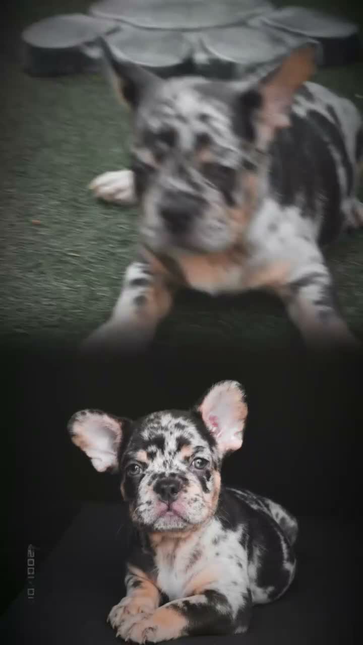 French Bulldog dogs for sale: French bulldogs for sale  - Video 1