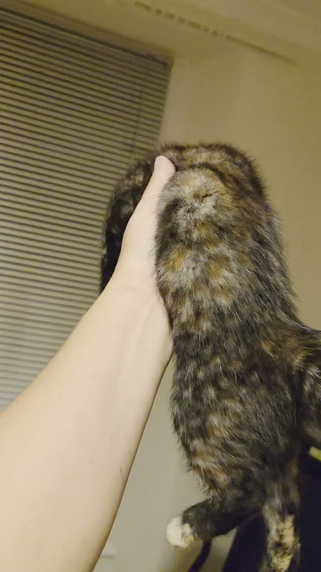 Mixed Breed cats for sale: Active, fun, healthy kittens  - Video 2