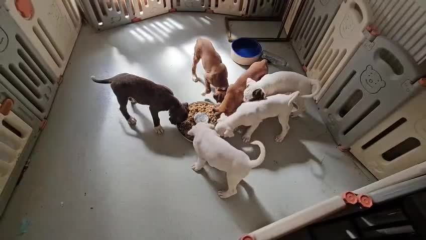 Boxer dogs for sale: Beutiful litter of boxer puppies  - Video 1