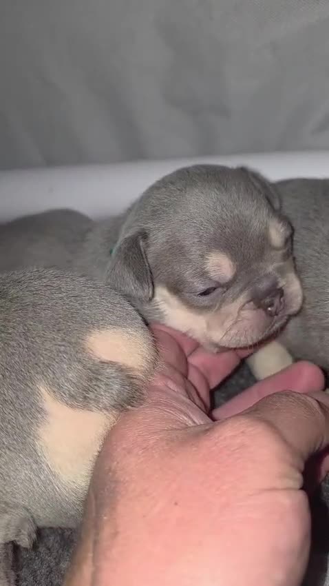 French Bulldog dogs for sale: Kc registered French Bulldog puppies  - Video 1