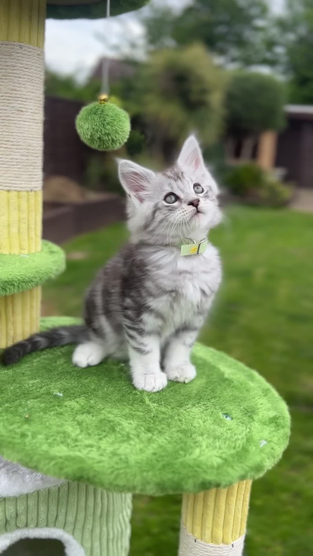 Maine Coon cats for sale: 🤩MAINE COON pedigree/genetic testing 🤩 - Video 2