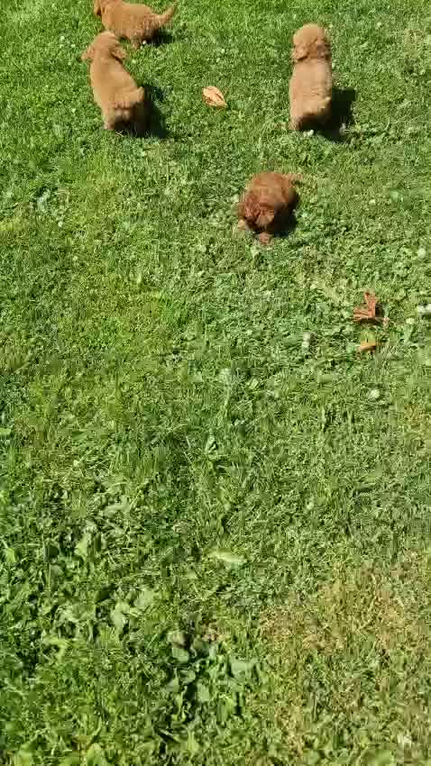 Cavapoo dogs for sale: 🐾💙F1B cavapoo’s Now ready 🐾🩷 fox red h/tested! - Video 1