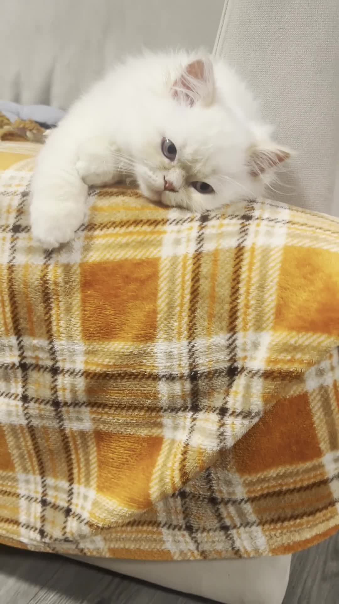 British Longhair cats for sale: One boy left Persian Mum / Registered BLH Dad - Video 1