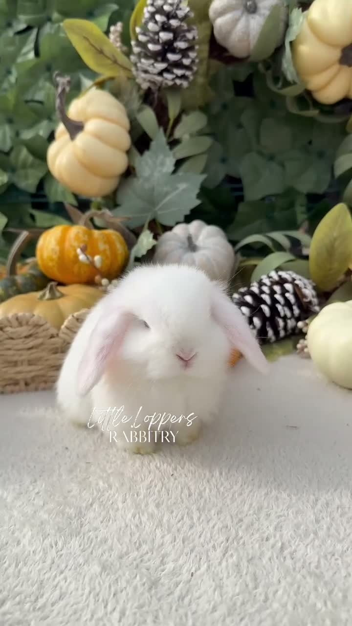 Mini Lop rabbits for sale: Baby Mini Lop Bunnies to reserve! - Video 1