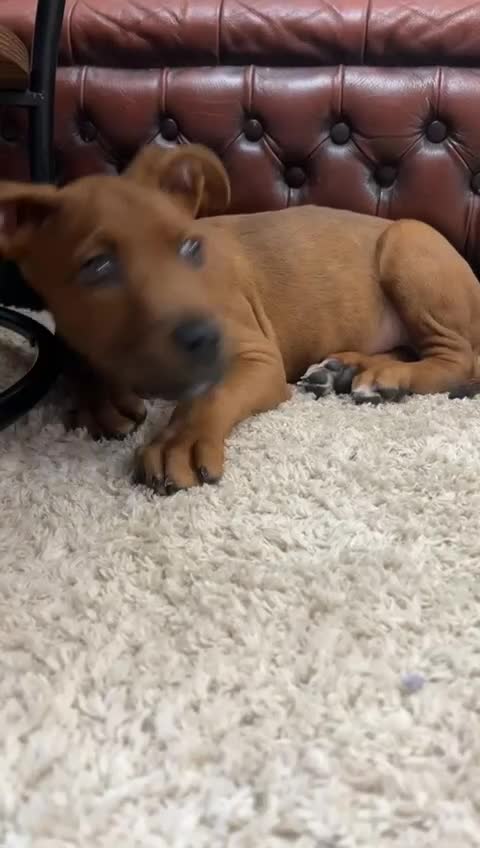 Mixed Breed dogs for sale: beautiful mastiff german shepherd female dog - Video 1