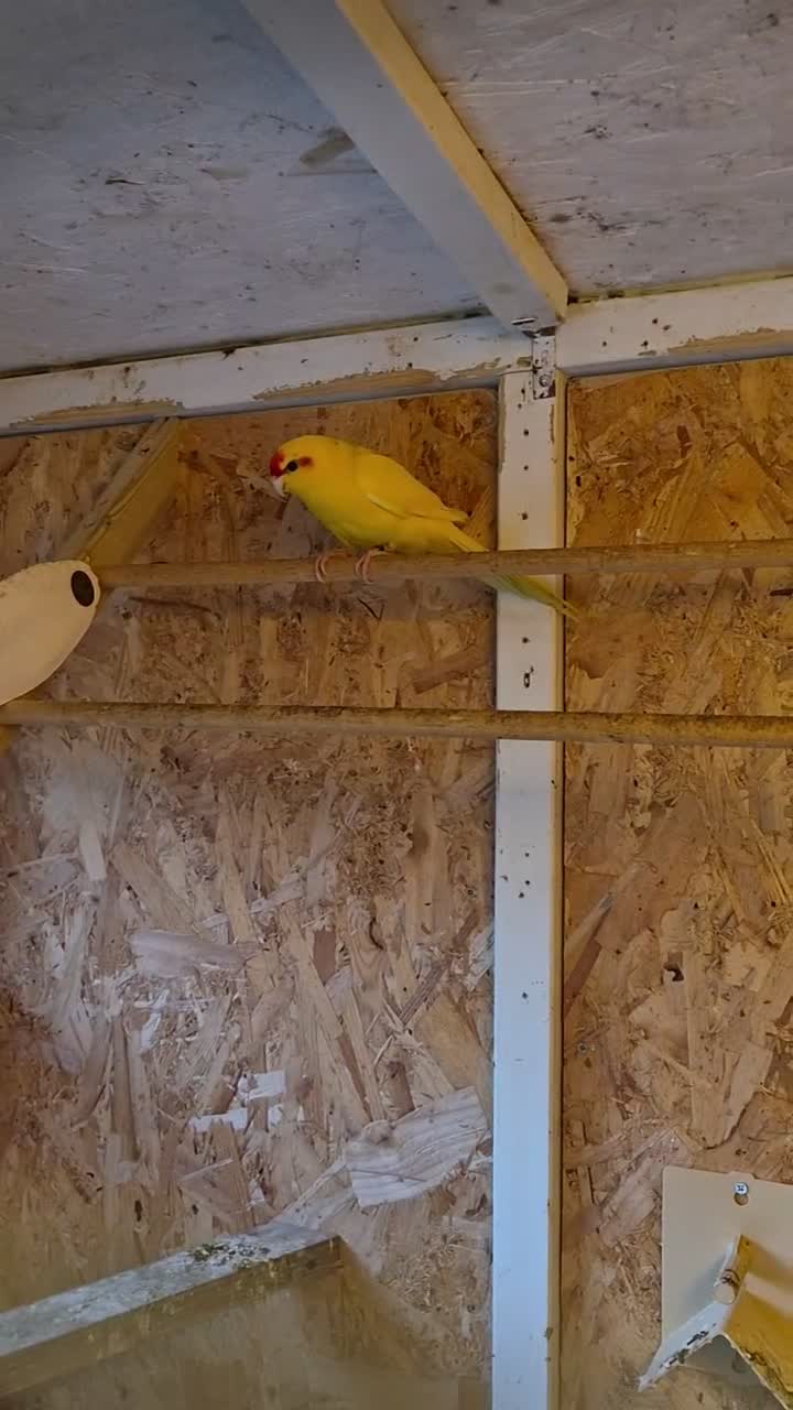 Parakeets birds for sale: Kakariki  - Video 1