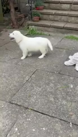 Golden Retriever dogs for sale: Super, chunky cream Goldie pups - Video 4