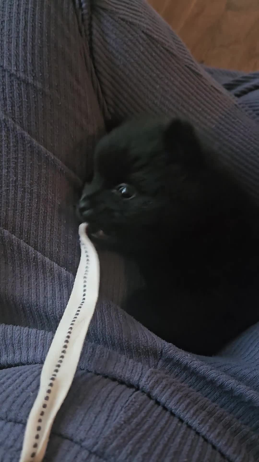 Pomeranian dogs for sale: Pomeranian pups - Video 1