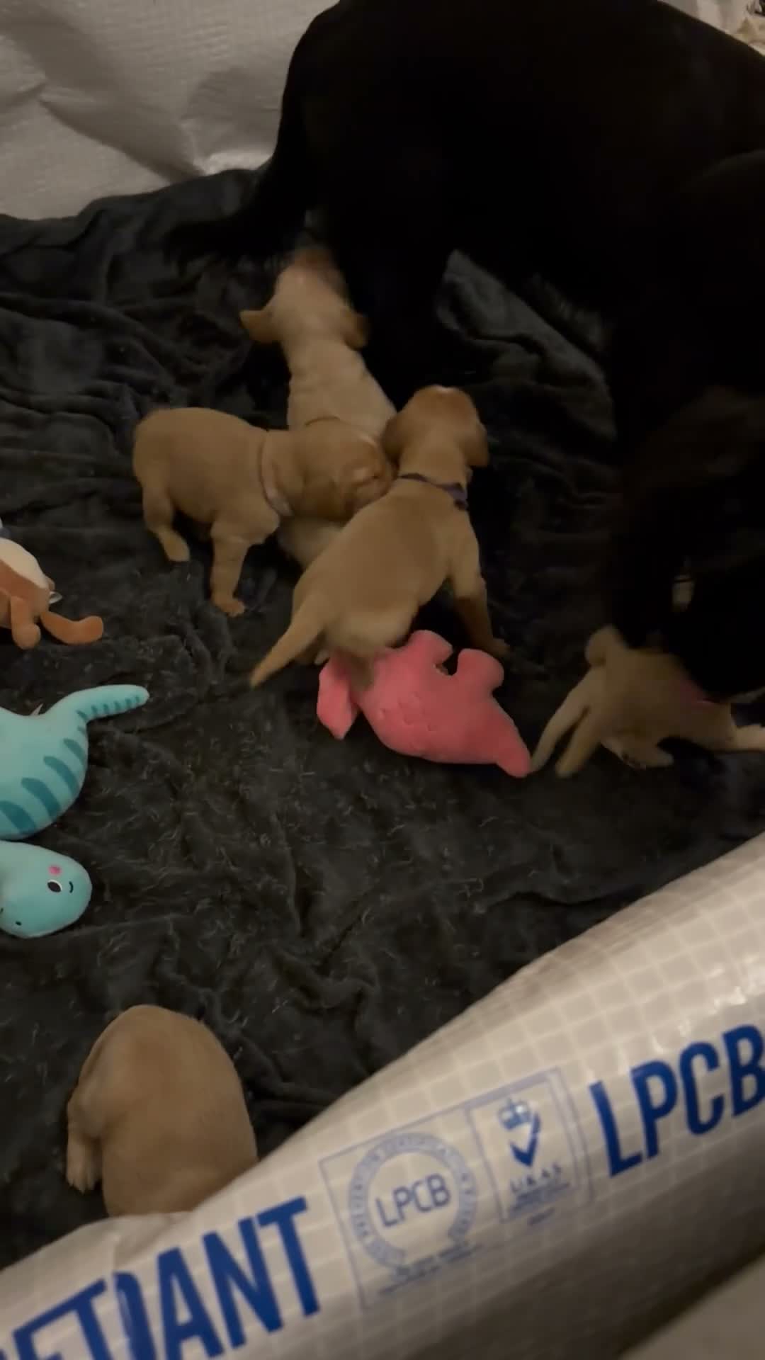 Cockerdor dogs for sale: Cockerdor Puppies - Video 1