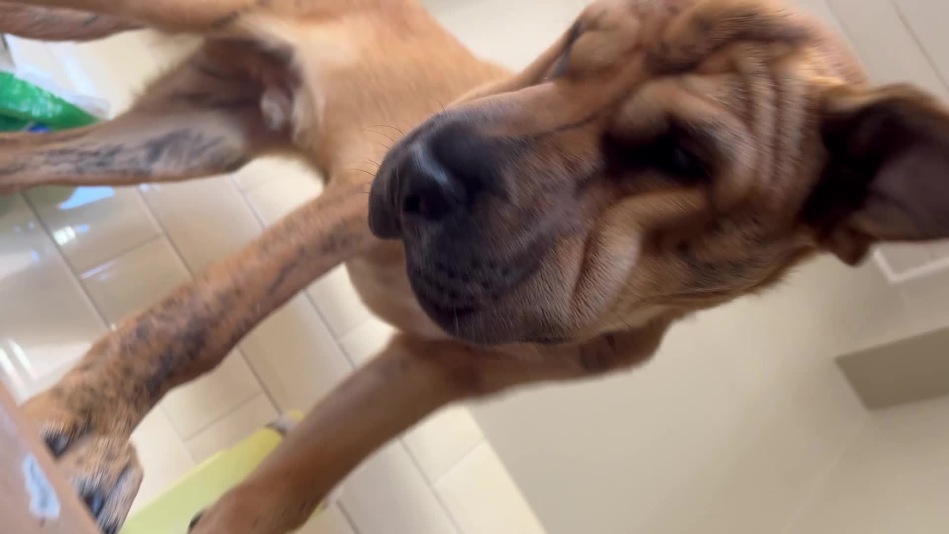 Mixed Breed dogs for sale: Well-Trained Pup Looking for His Forever Home - Video 1