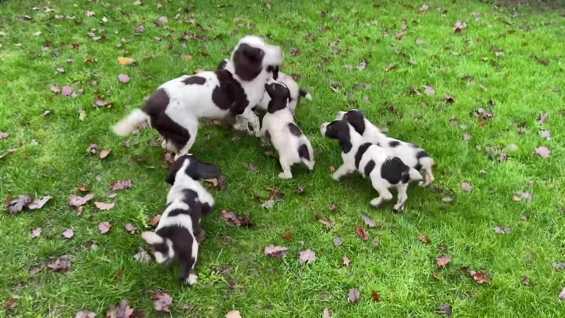 English Springer Spaniel dogs for sale: English Springer spaniel puppies  - Video 2