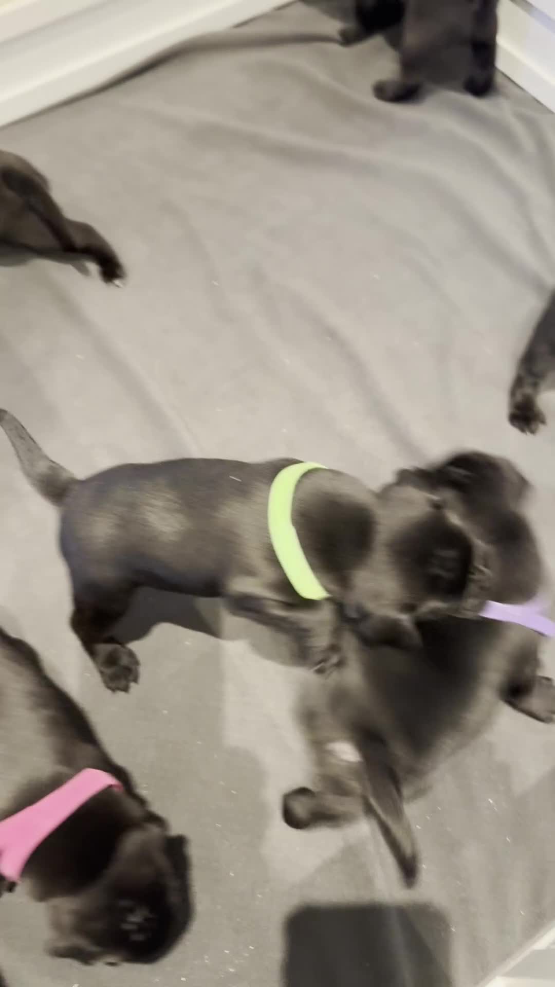Staffordshire Bull Terrier dogs for sale: Staffy puppies looking for their forever homes - Video 1