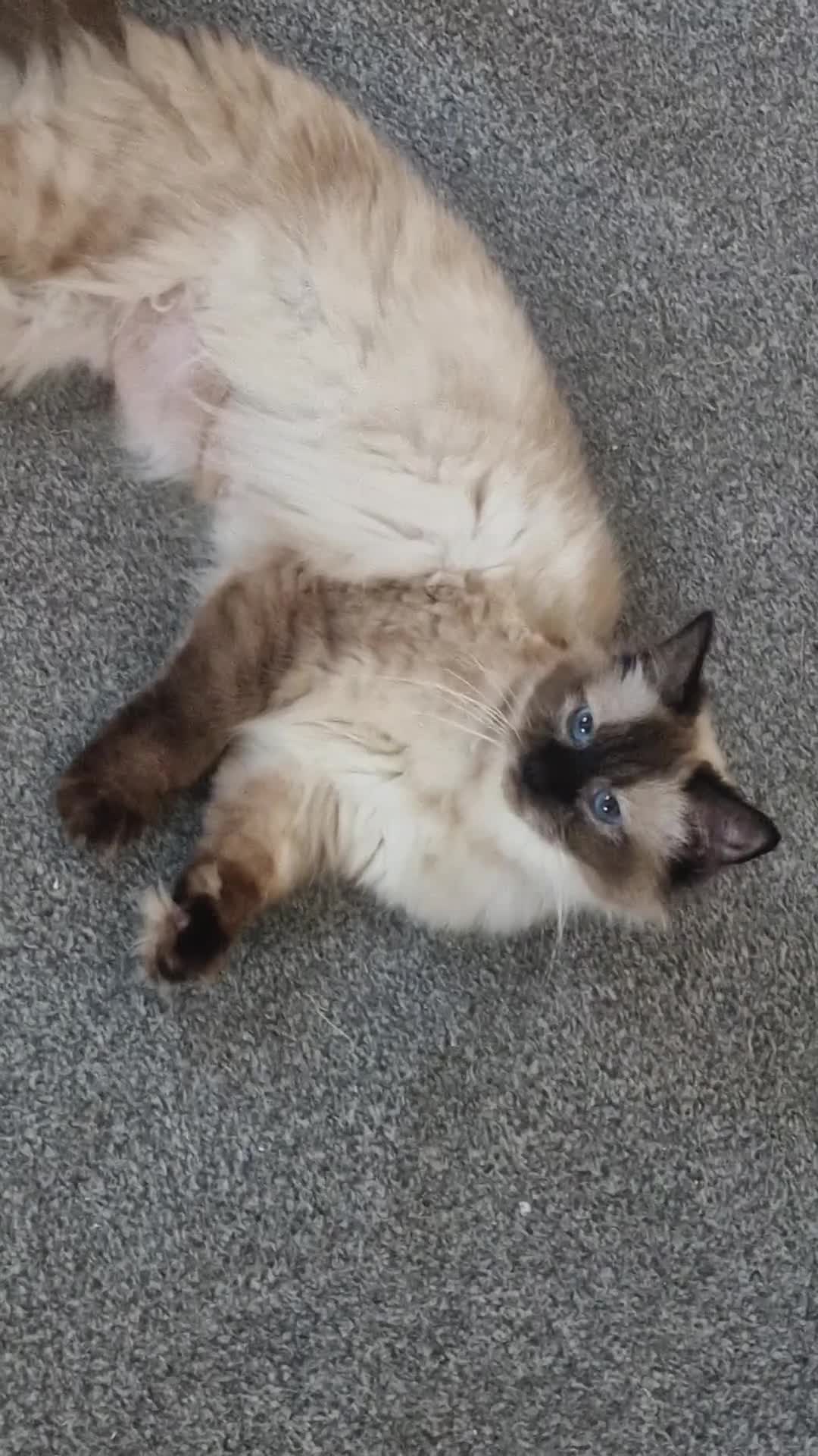 Ragdoll cats for sale: Ragdoll kittens in Porth - Video 2