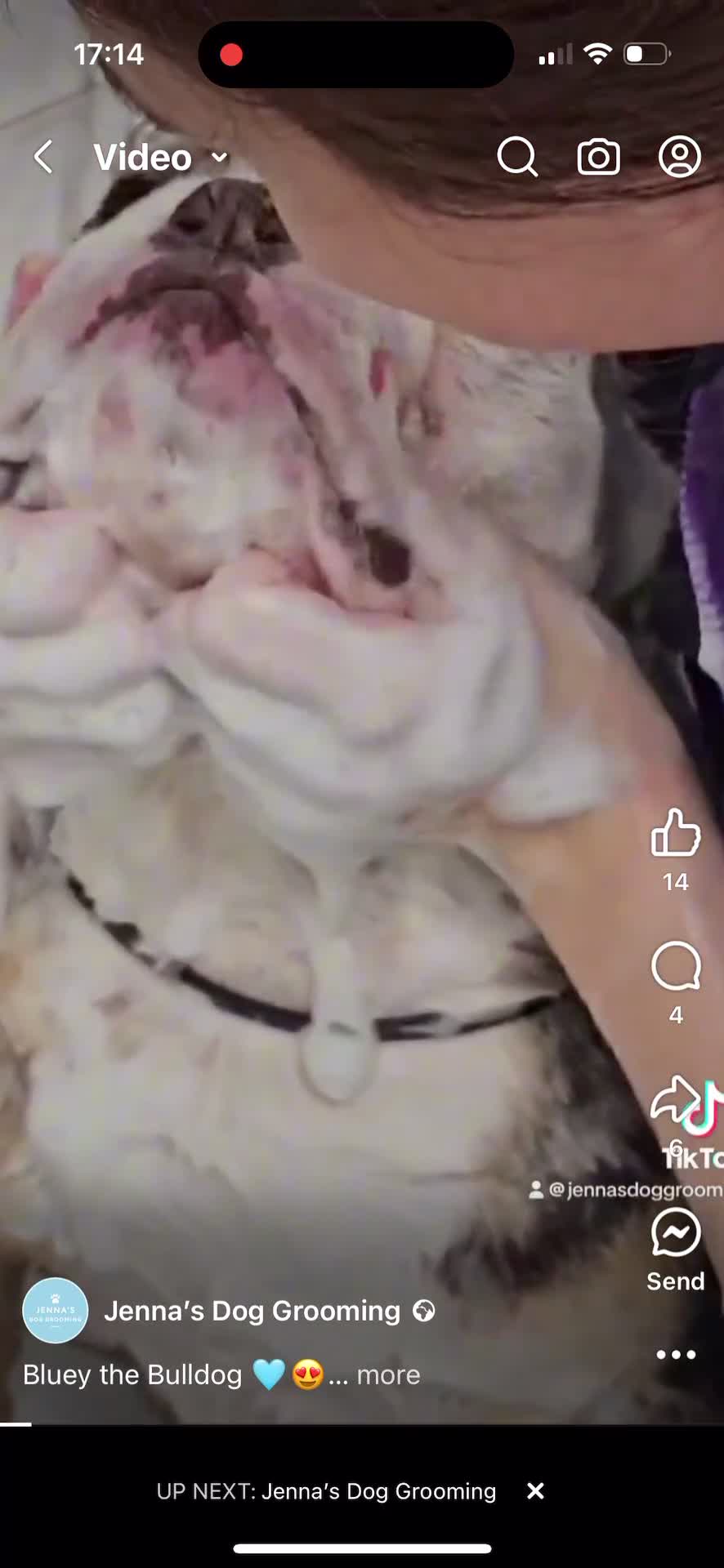 English Bulldog dogs for sale: In tact English bulldog looking for forever home - Video 1