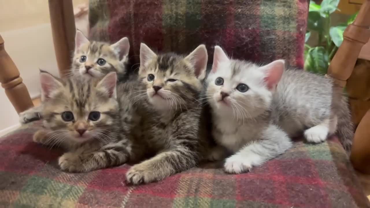 Mixed Breed cats for sale: 4 Persian chinchilla mix breed kittens  - Video 1