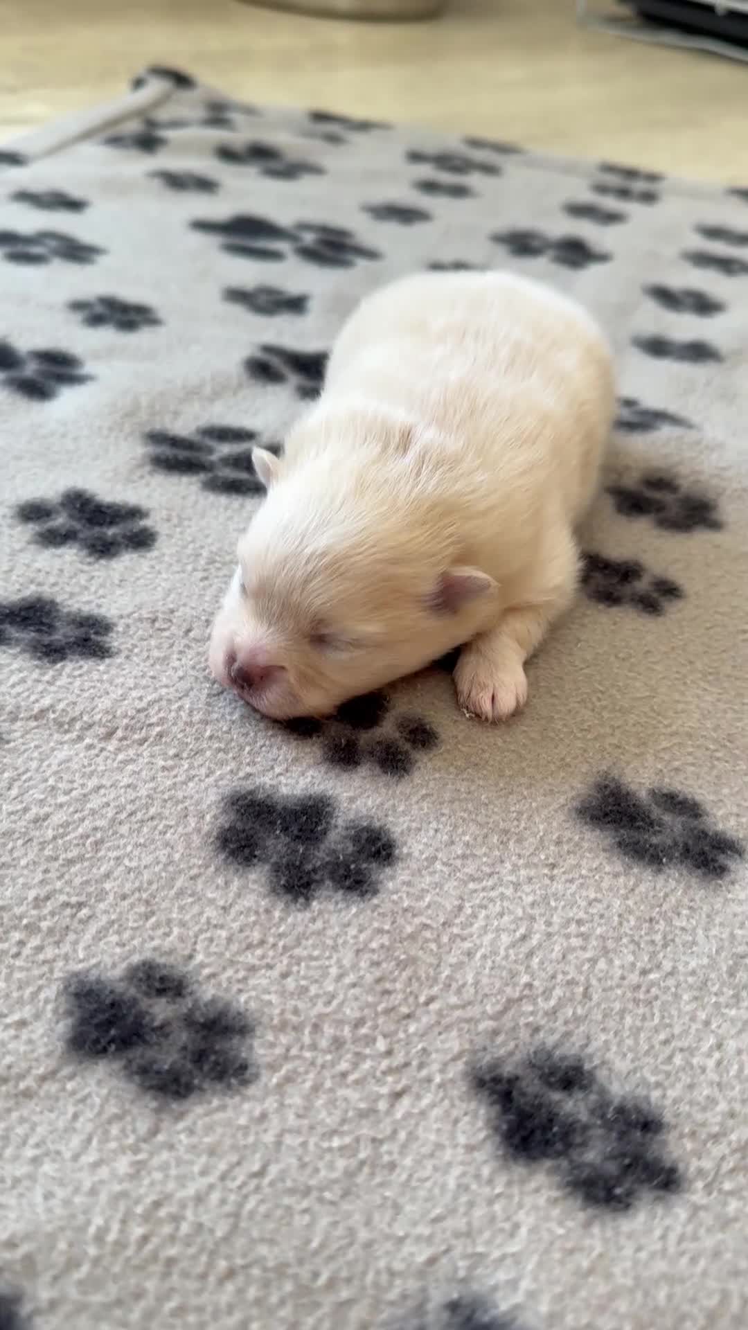 Pomeranian dogs for sale: Stunning White Female Pomeranian Puppy Available - Video 1