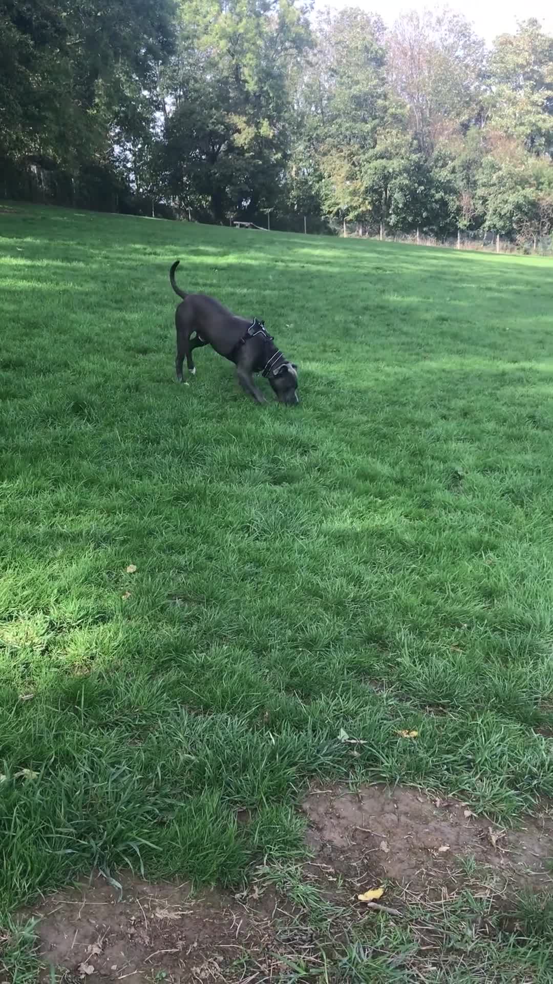 Mixed Breed dogs for sale: Marley - Video 2