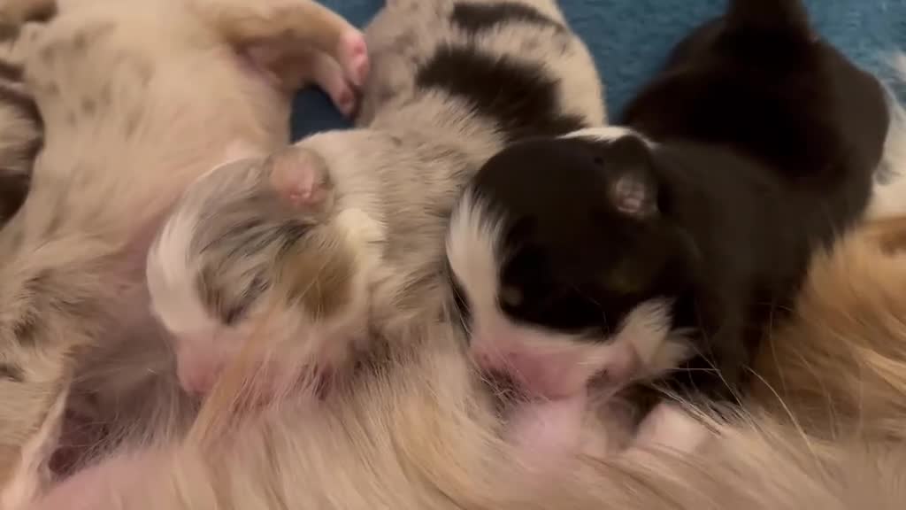 Miniature American Shepherd dogs for sale: ** 1 puppy left ** Mini American Shepherd Puppy - Video 3