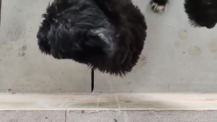 Bordoodle dogs for sale: Borderdoodle - Video 2