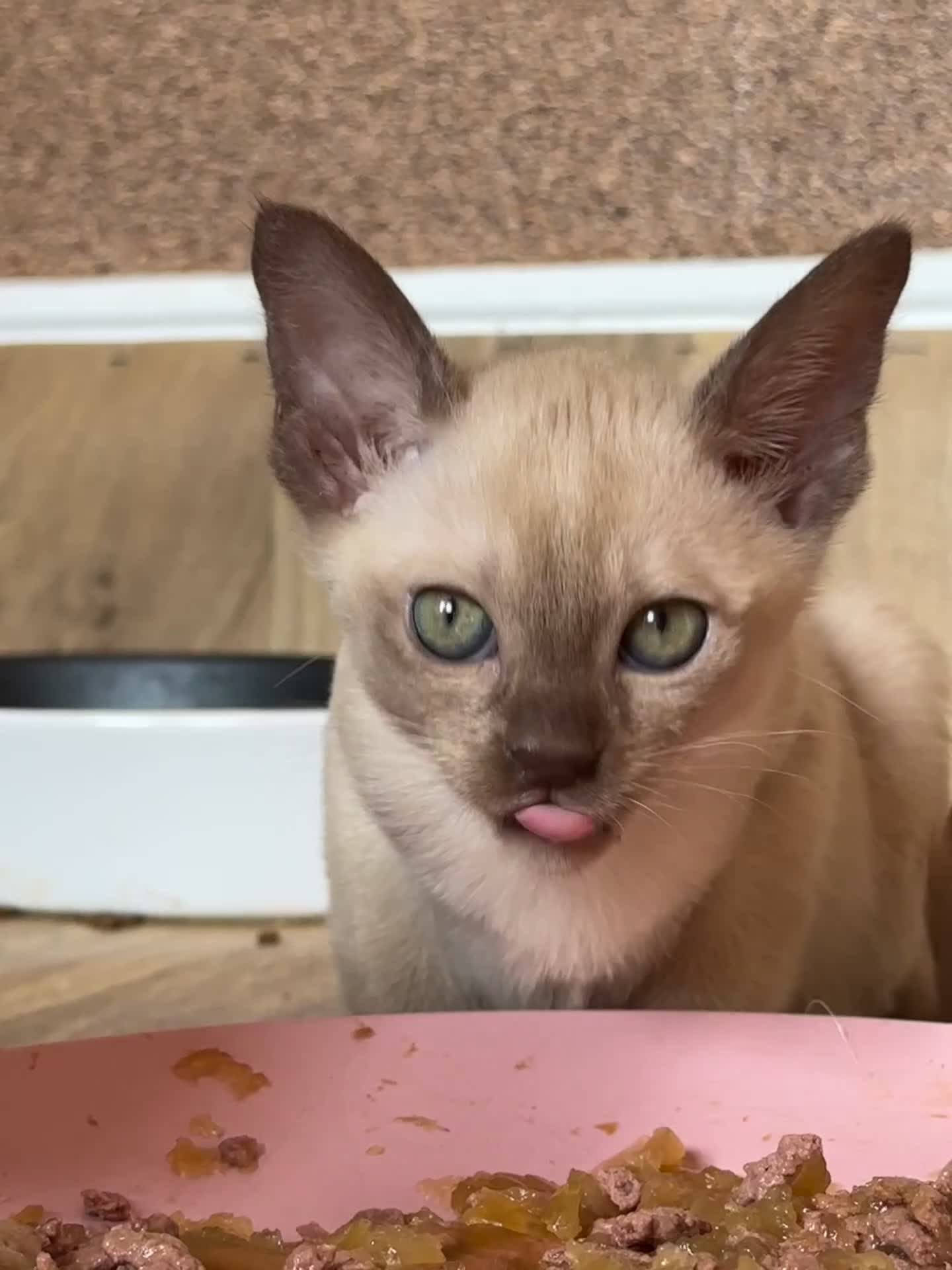 Burmese cats for sale: Chocolte Burmese kitten GCCF registered - Video 1