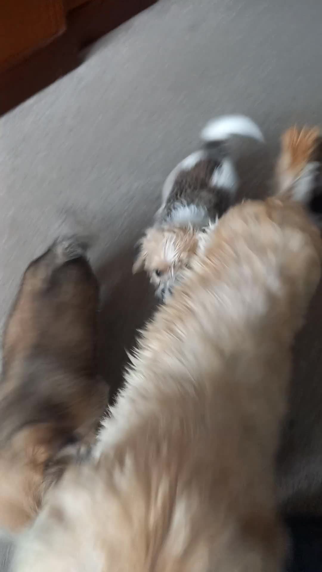 Mixed Breed dogs for sale: Shih tzu cross Jack Russell - Video 1