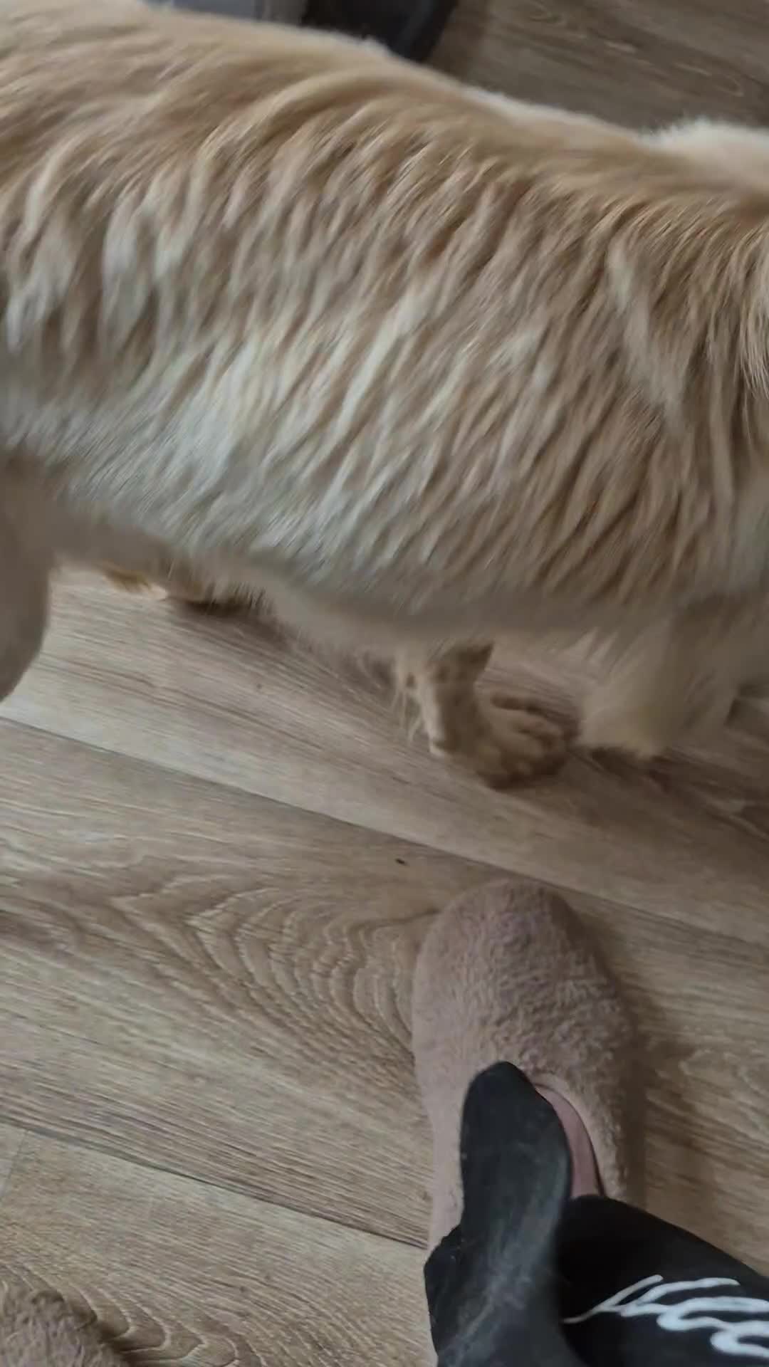 Cockapoo dogs for sale: 8mth Cockerpoo - Video 2