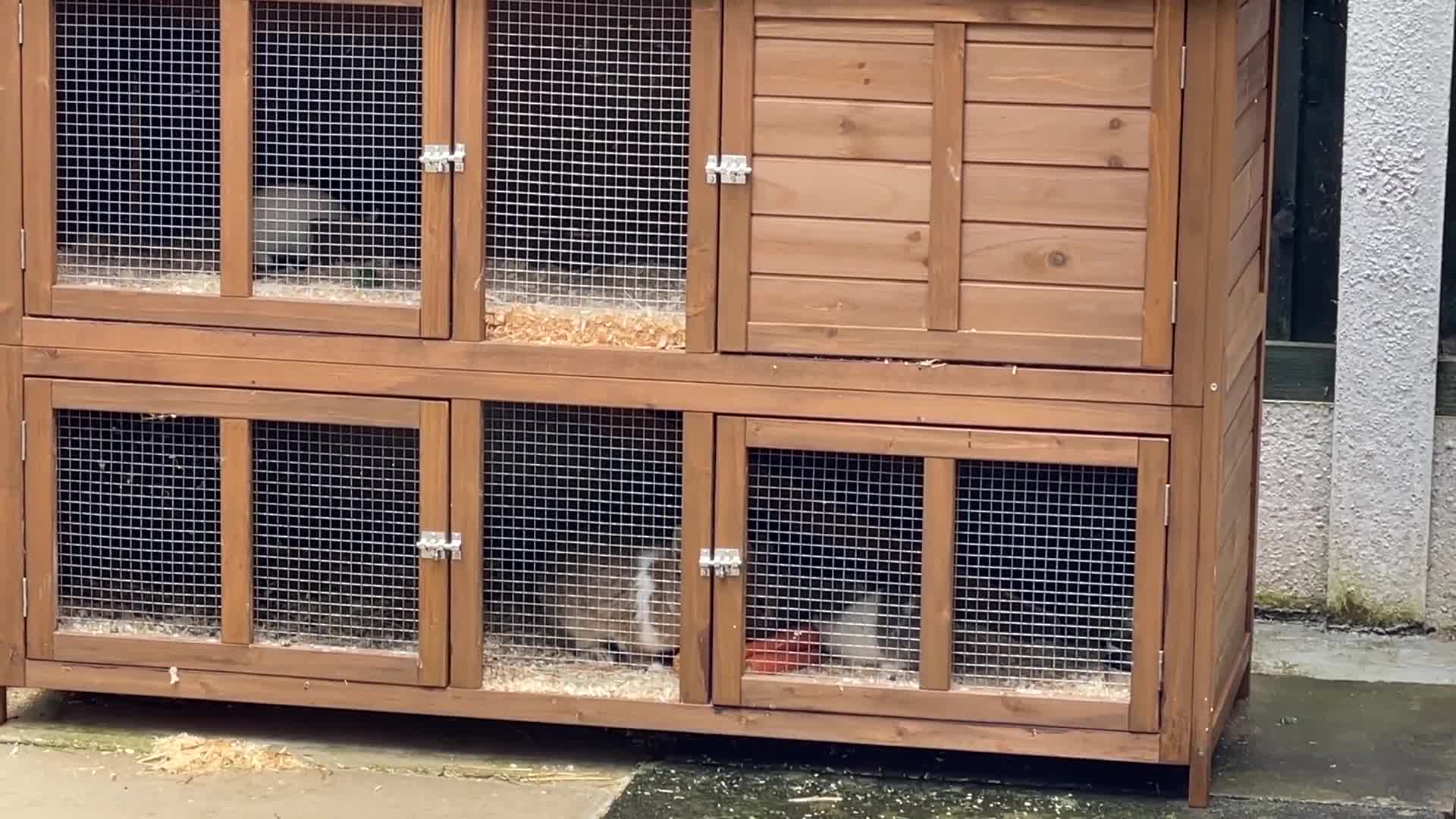 Netherland Dwarf rabbits for sale: Cute, sweet Netherland dwarf bunnies (pure breed) - Video 2
