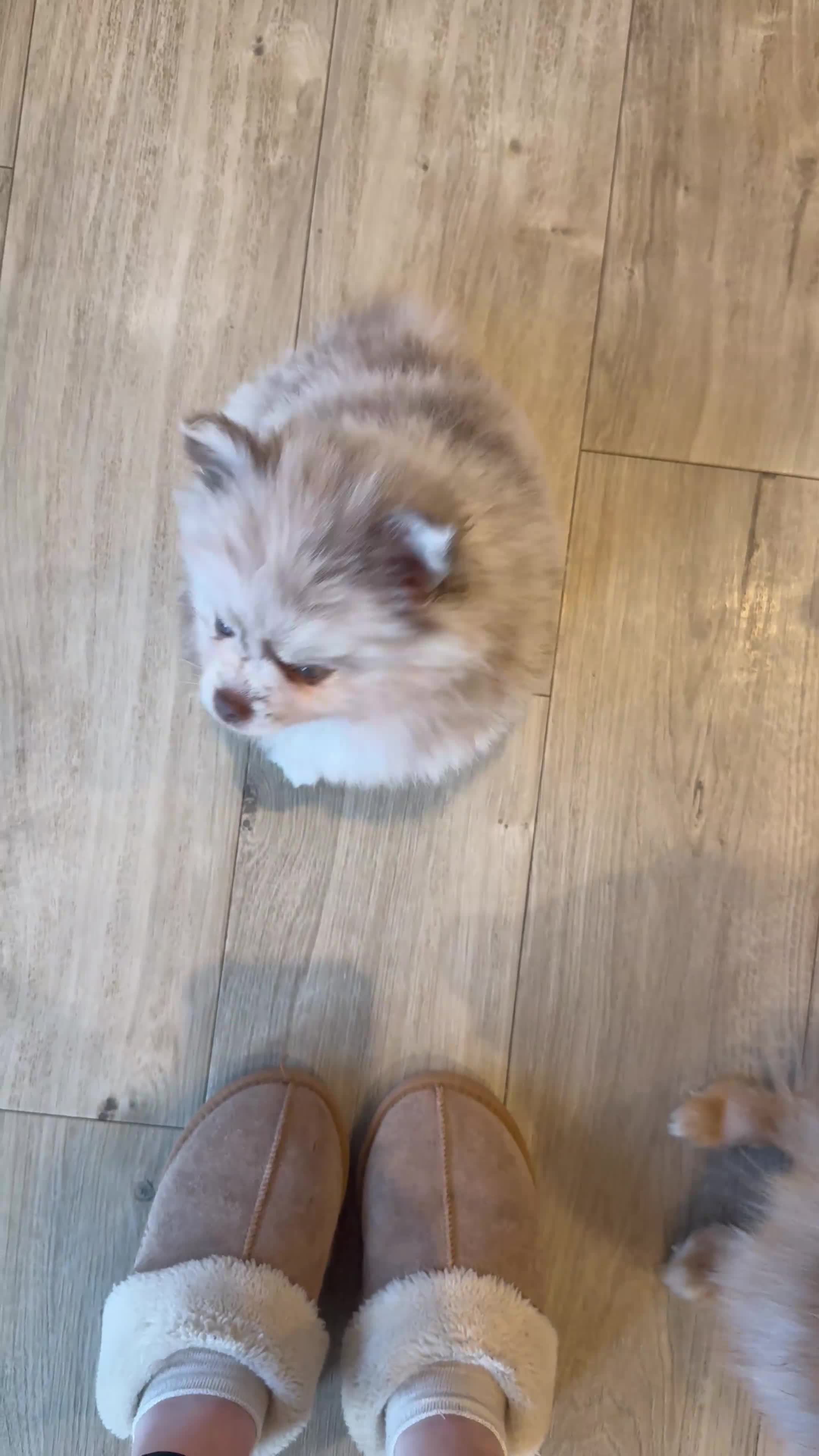 Pomeranian dogs for sale: White, Lilac, Merle Female Pomeranian  - Video 2