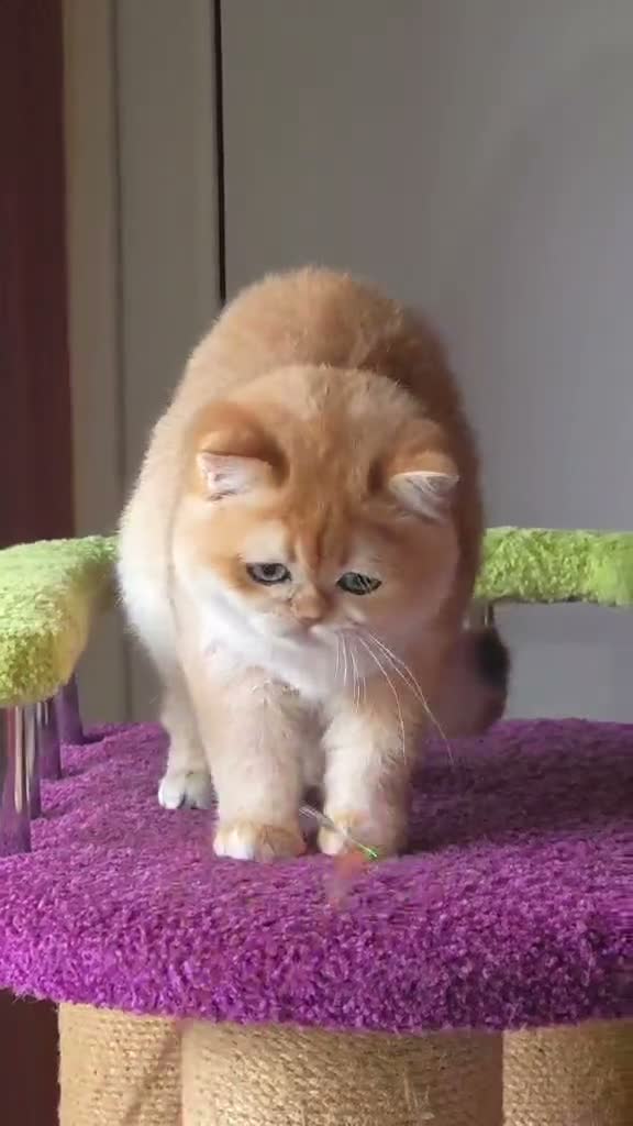British Shorthair cats for sale: Beautiful golden active queen for sale  - Video 1