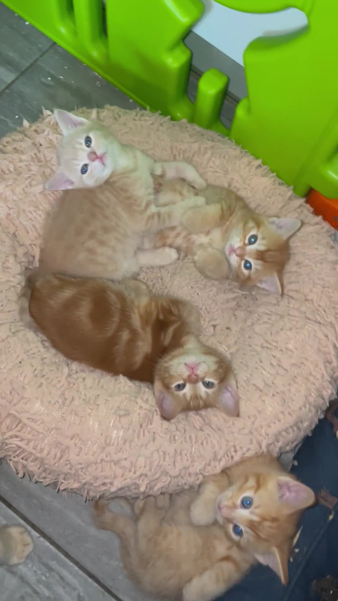 Mixed Breed cats for sale: Part Mainecoon Ginger Litter - Video 1