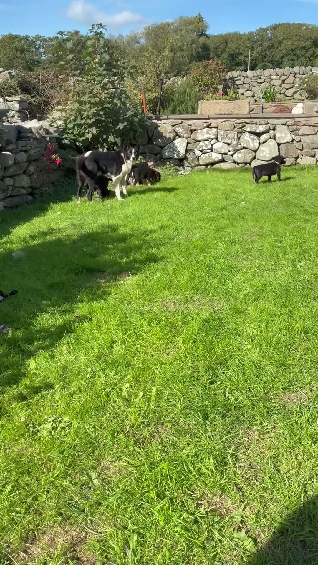Borador dogs for sale: Borador puppies in Talybont - Video 1