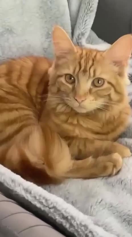Mixed Breed cats for adoption: Dolly has to find a new home - Video 3
