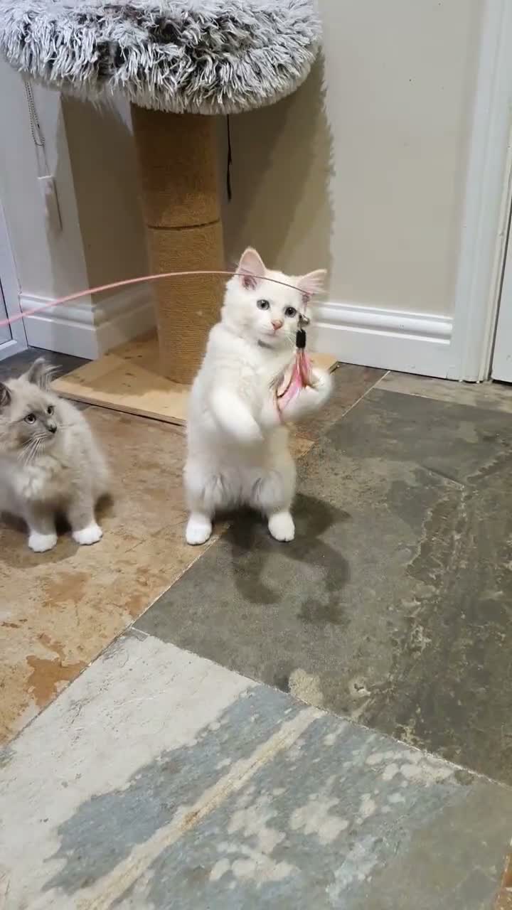 Ragdoll cats for sale: 💖Beautiful GCCF Registered Ragdoll Kittens. - Video 2