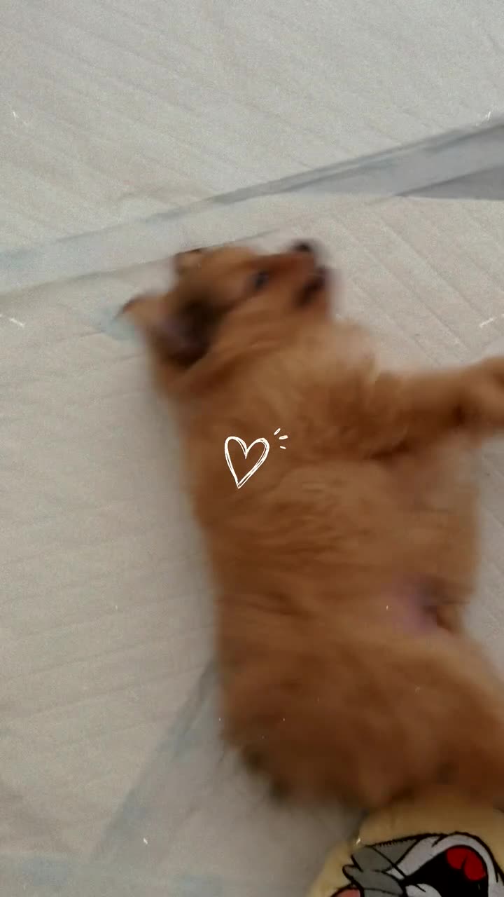 Pomeranian dogs for sale: XS Pomeranian puppy boy  - Video 1