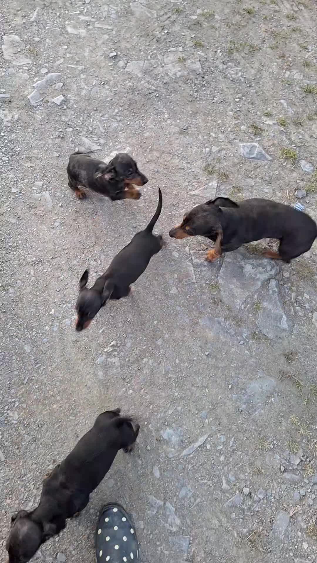 Miniature Dachshund dogs for sale: 2 gorgeous boys looking for their forever home - Video 1