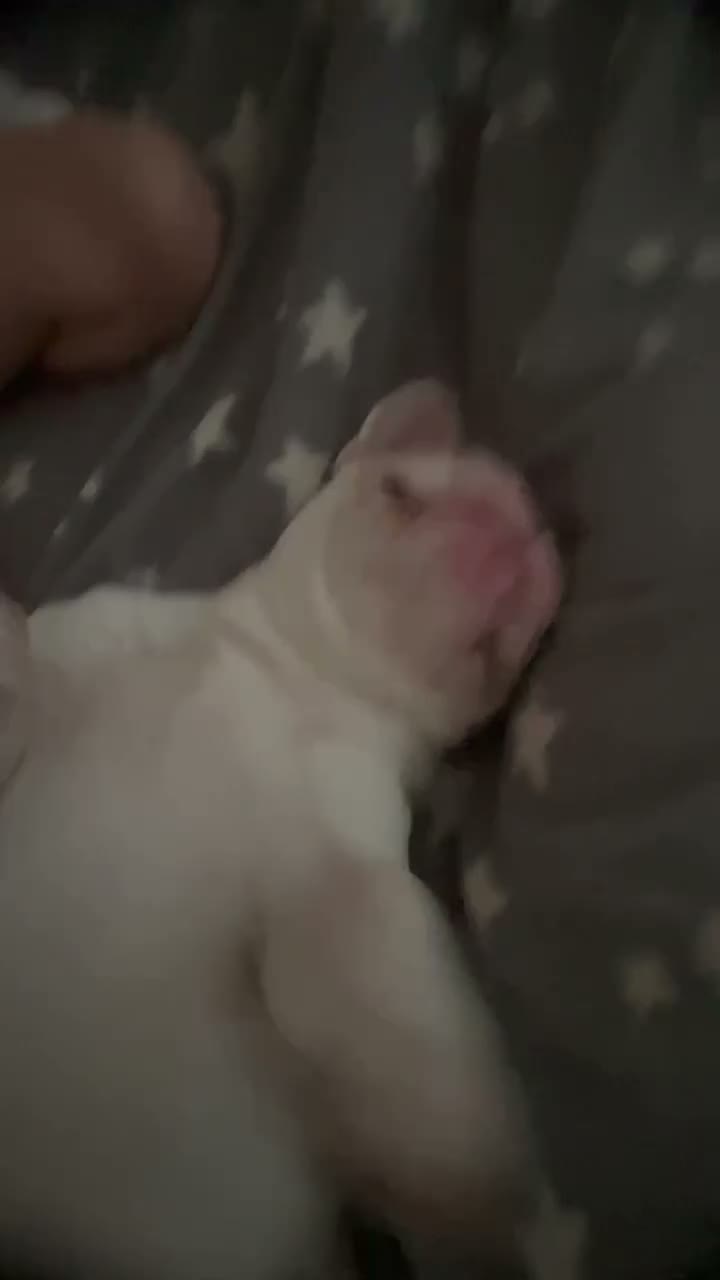 French Bulldog dogs for sale: BlueEyed Hugo 💙 in Grimsby - Video 3