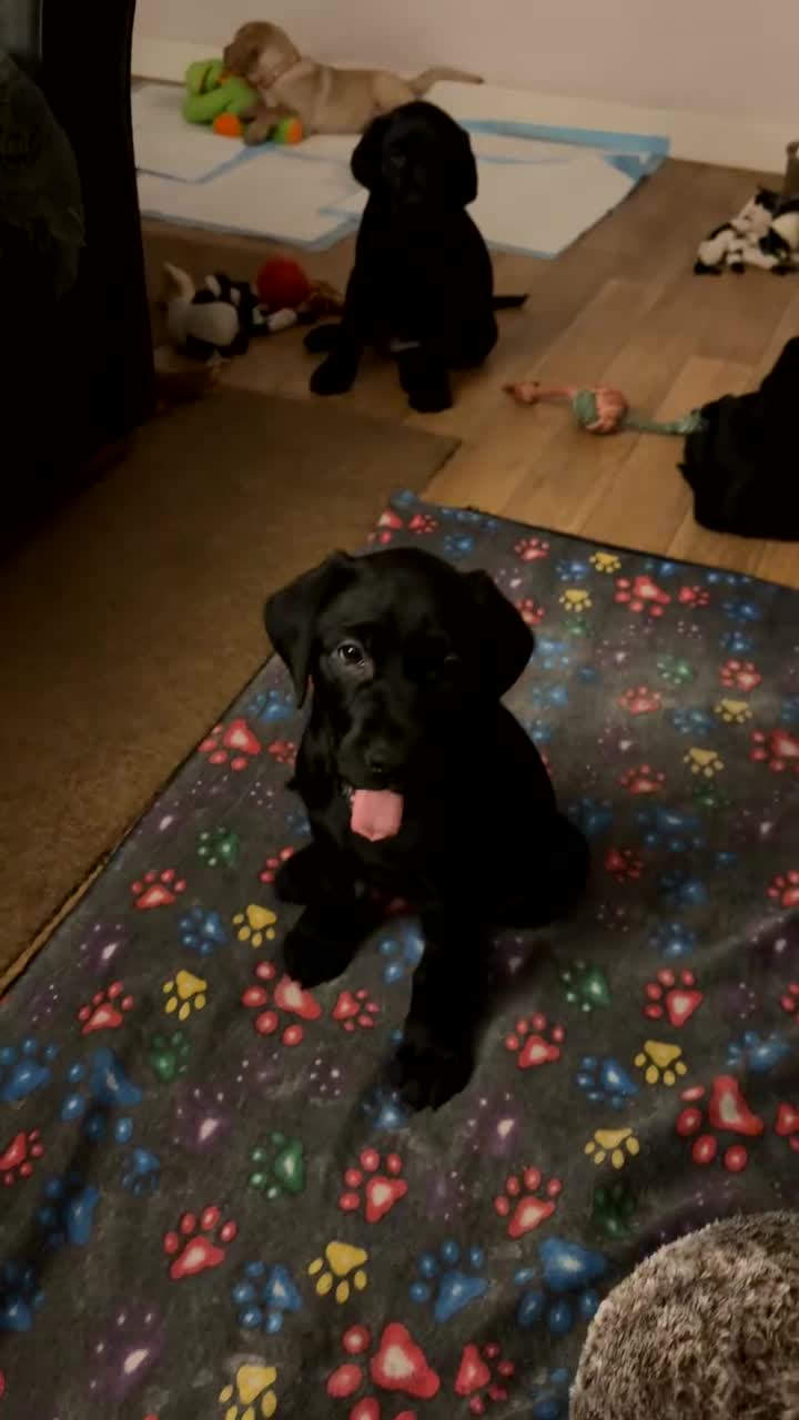 Labrador Retriever dogs for sale: 3 Black Labrador puppies from a litter of 10!! - Video 3