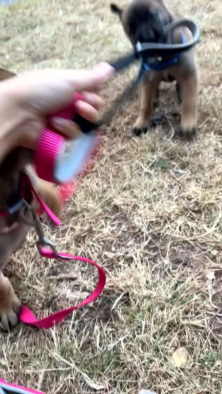 Belgian Shepherd Dog dogs for sale: Belgian Malinois puppies 🐕‍🦺  - Video 4