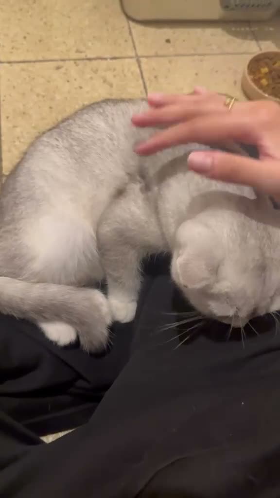 British Shorthair cats for sale: British short hair kitten  - Video 2
