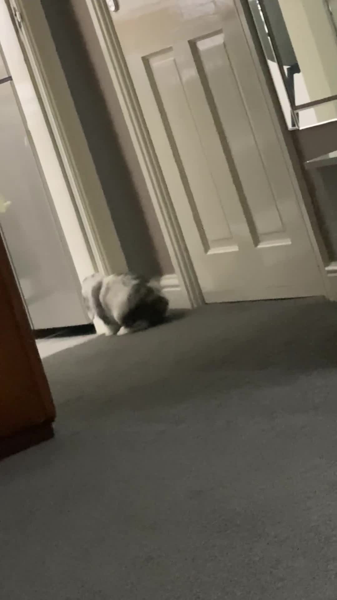 Mini Lop rabbits for sale: Gorgeous male Mini Lop - Video 1