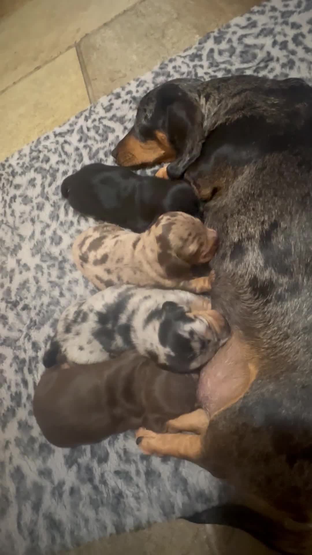 Miniature Dachshund dogs for sale: Miniature daschund puppies - Video 1